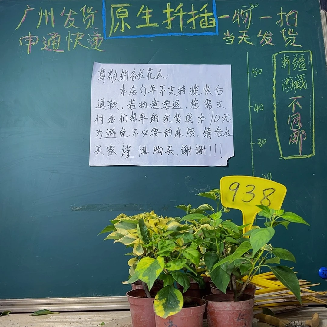 当前无花栽培后可以开花六棵掌中宝938