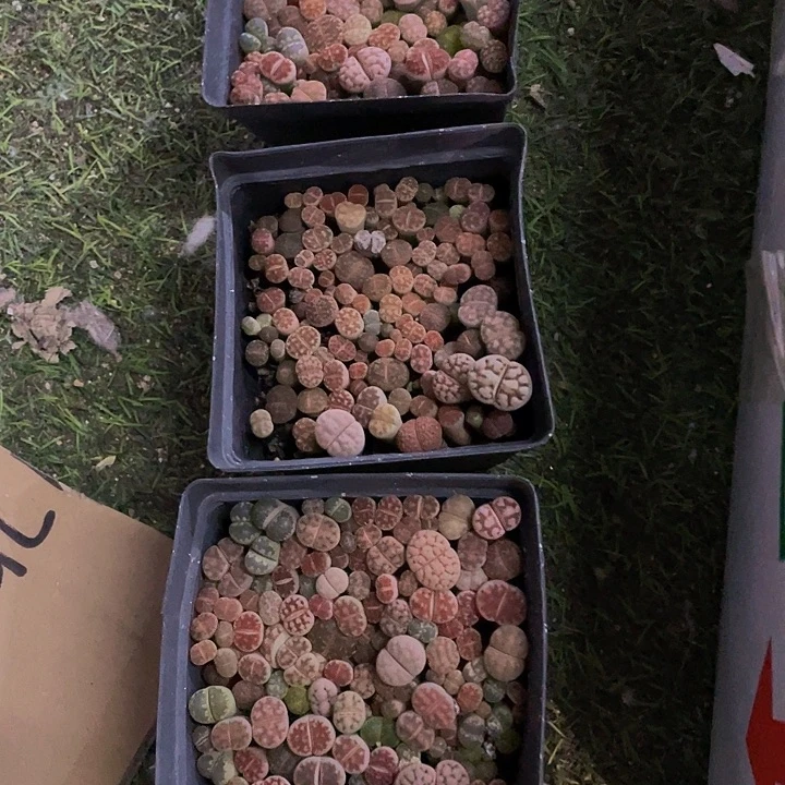 10方大生石花带盆土发