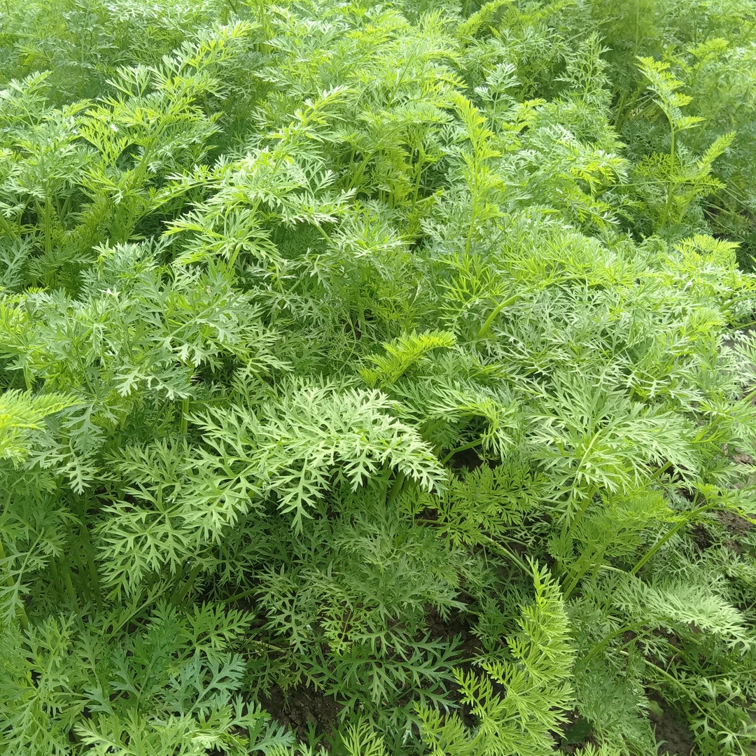 湖北新鲜胡萝卜叶子现摘萝卜叶萝卜缨子农家新鲜蔬菜胡萝卜叶包邮