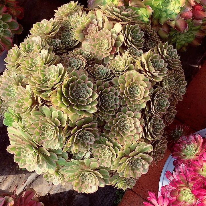 心***?粉黛啊啊啊啊啊啊