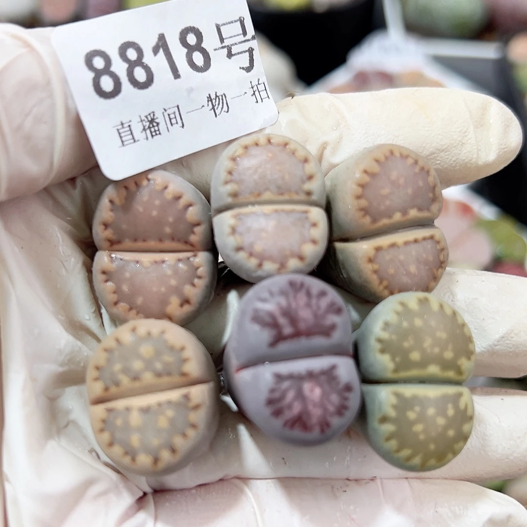 8818四年超美饼干6个2cm左右福利