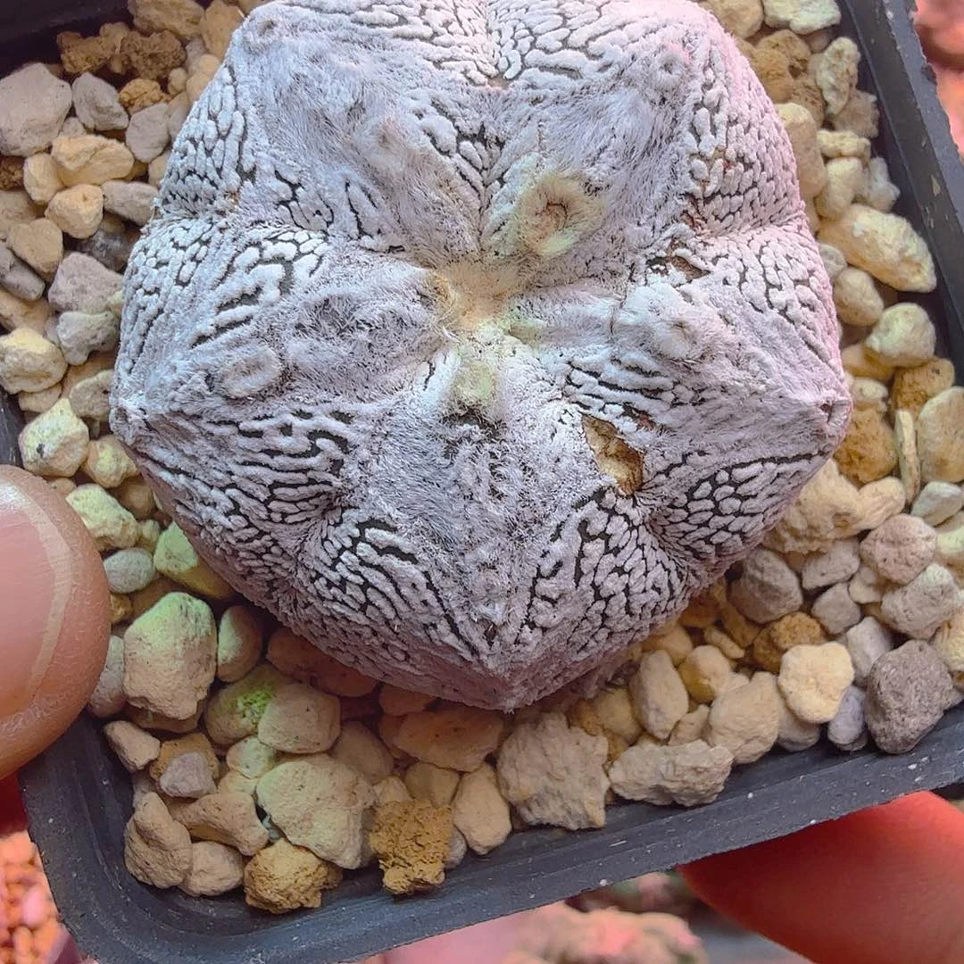 超白大ｖ恩冢多肉植物