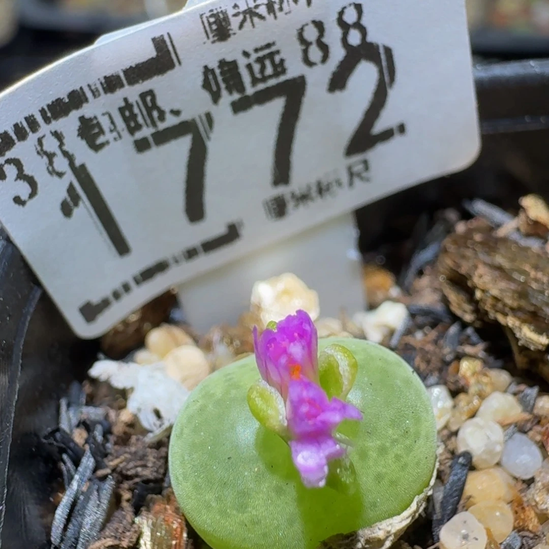 Ssss精品生石花1772