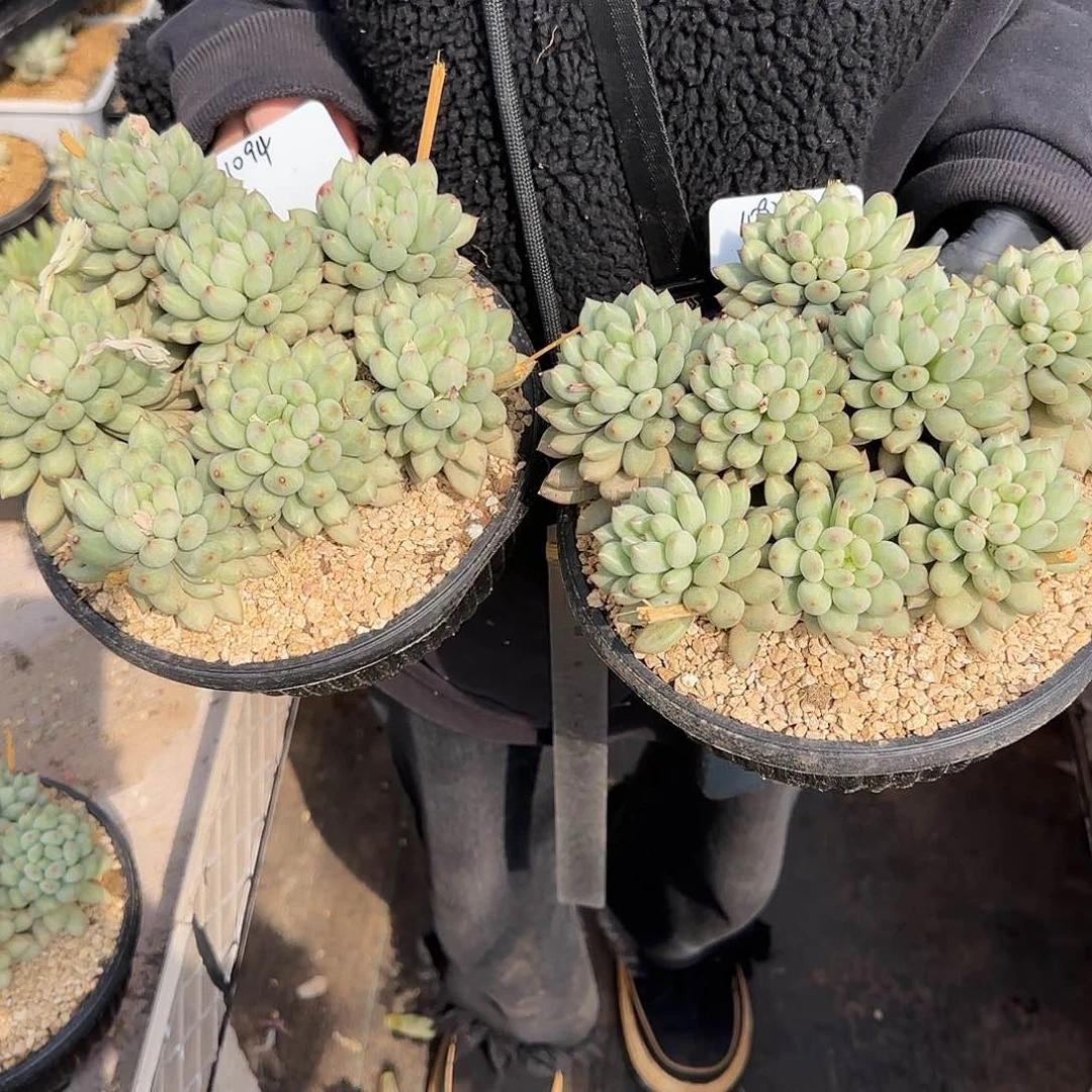 3***子1093号1094号岩字316      肉