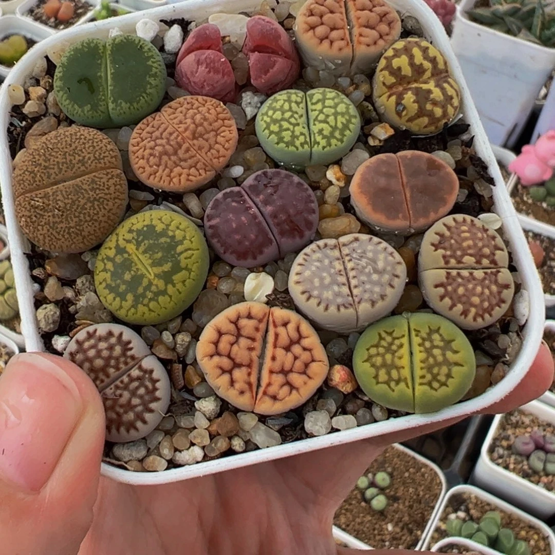785多肉植物种类和