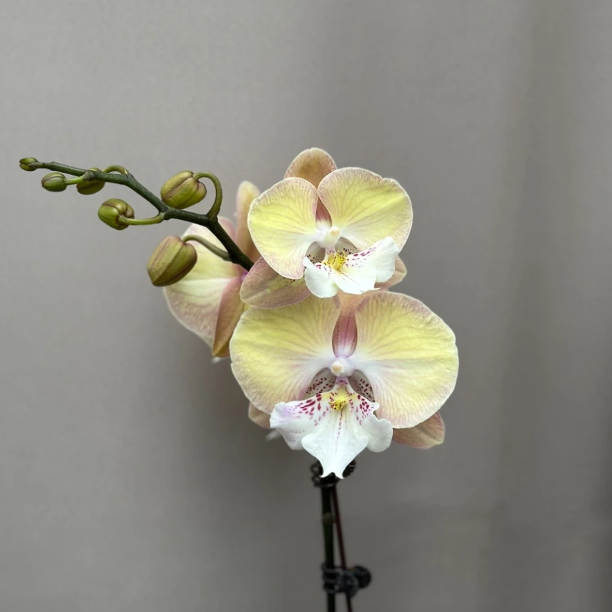 【彩虹独角兽】3.5寸碳棉苗台湾版蝴蝶兰产地直发