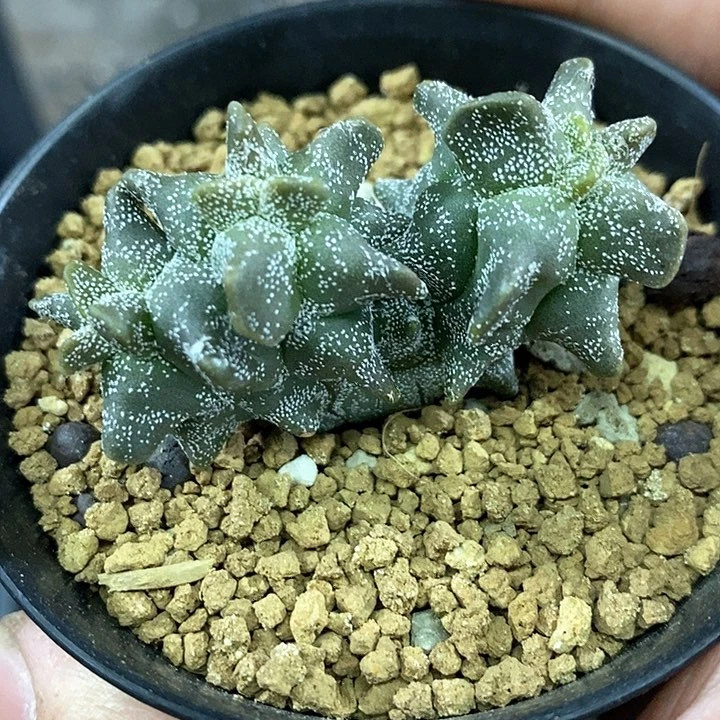 孤品实生泰系顶级角尤三头连体鸾凤玉深夜福利