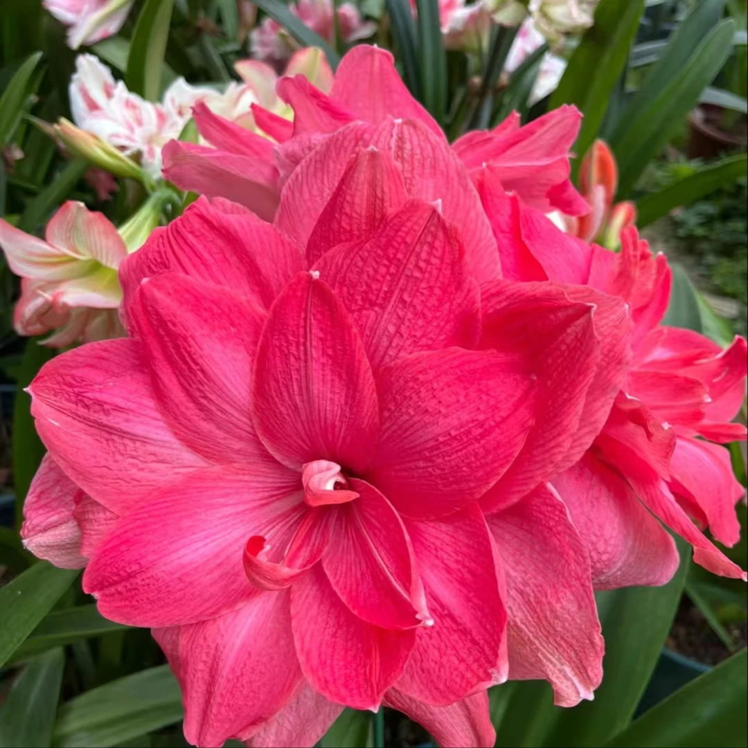 糖果派对 盆栽地栽耐寒耐热好养活