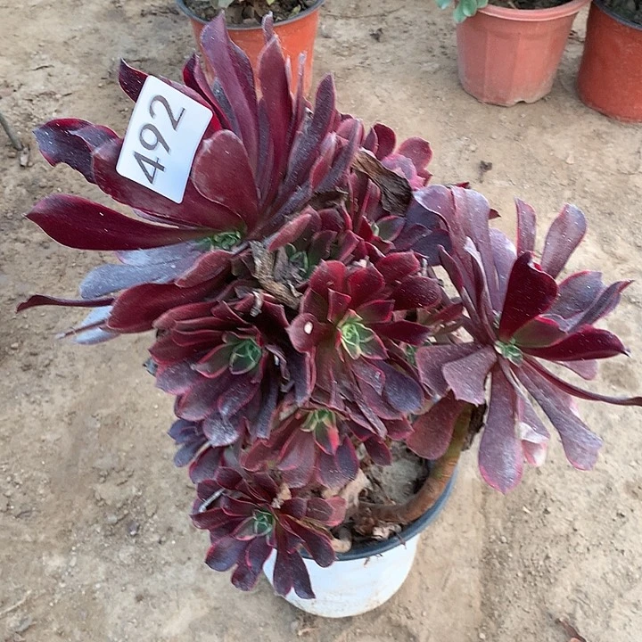 无花朵492金丝缺有个断枝南