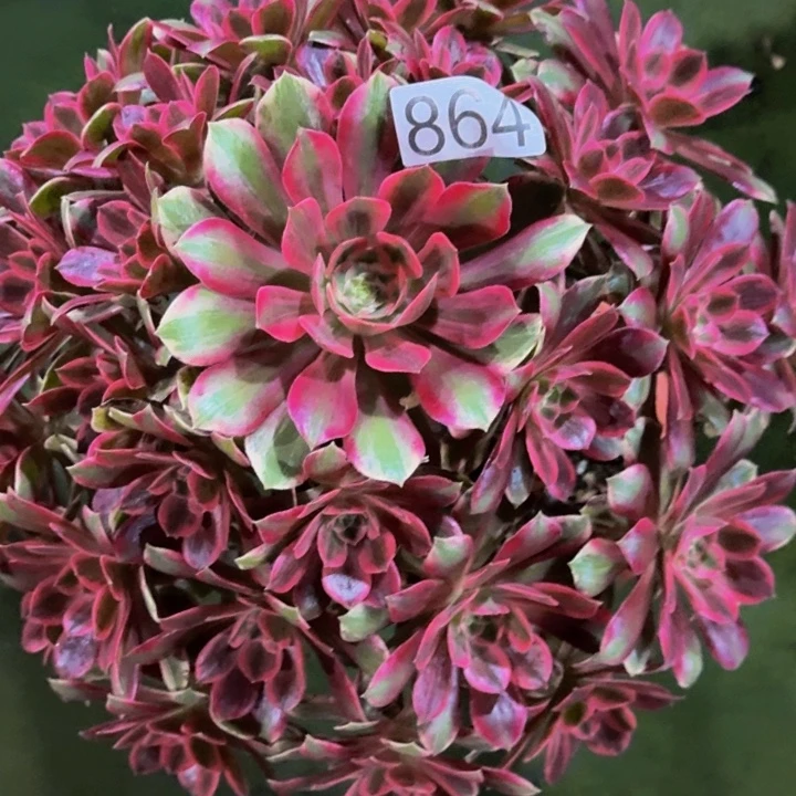 000000000000864浣纱多肉植物