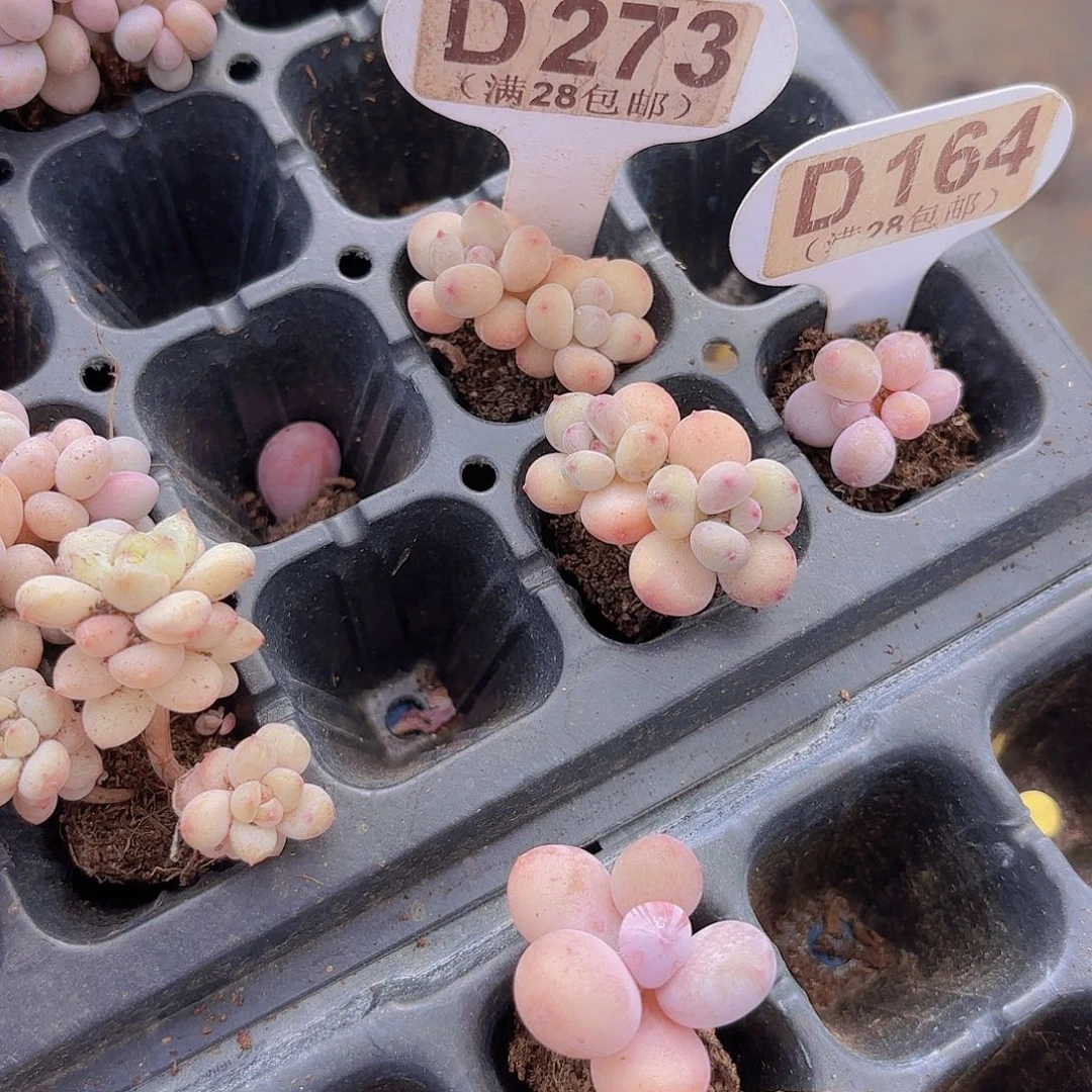 D273萤火虫一物一拍