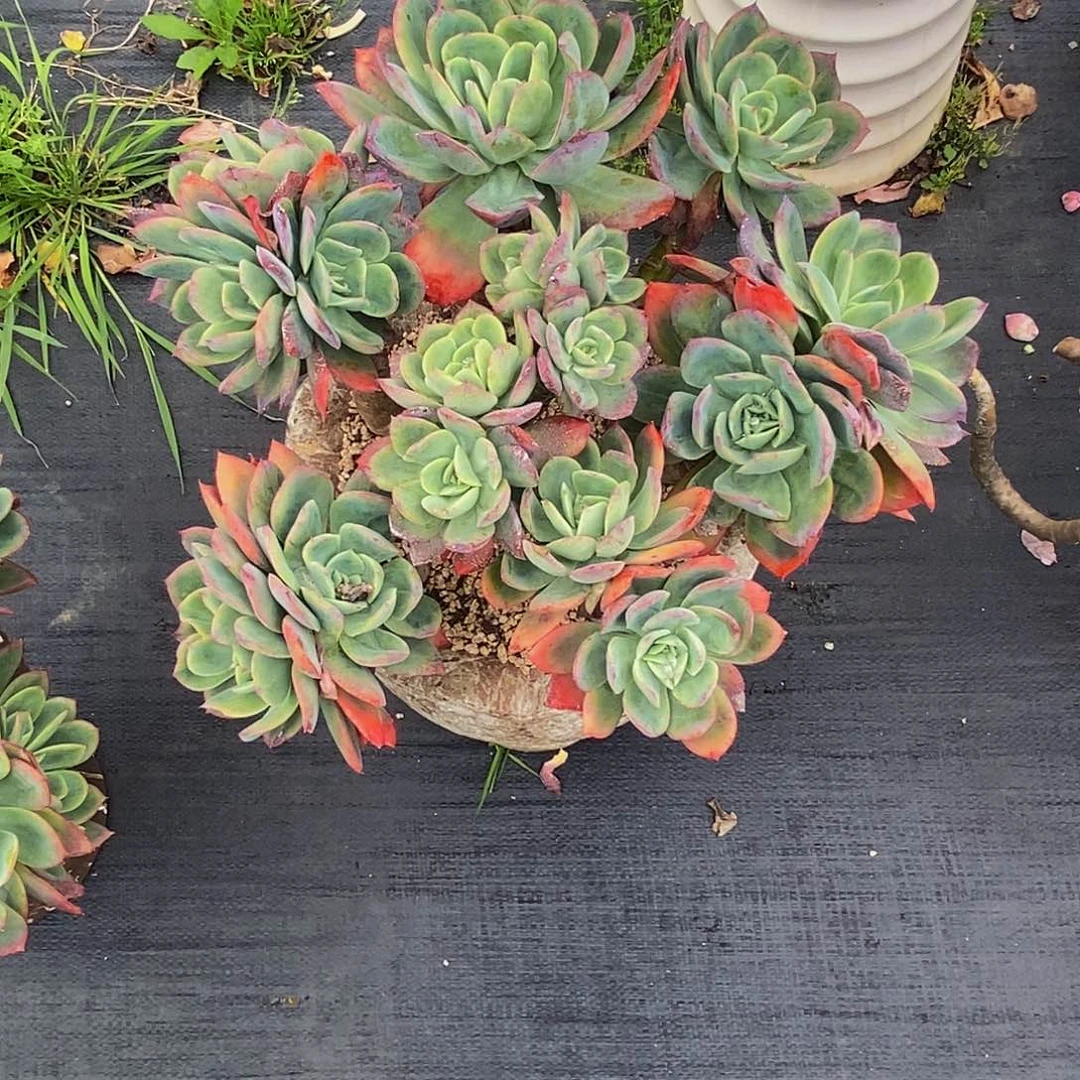 T***.花仙子多肉植物包邮到家