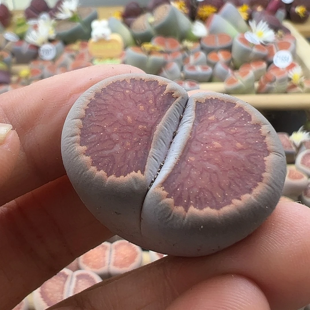 1690 生石花清货炸