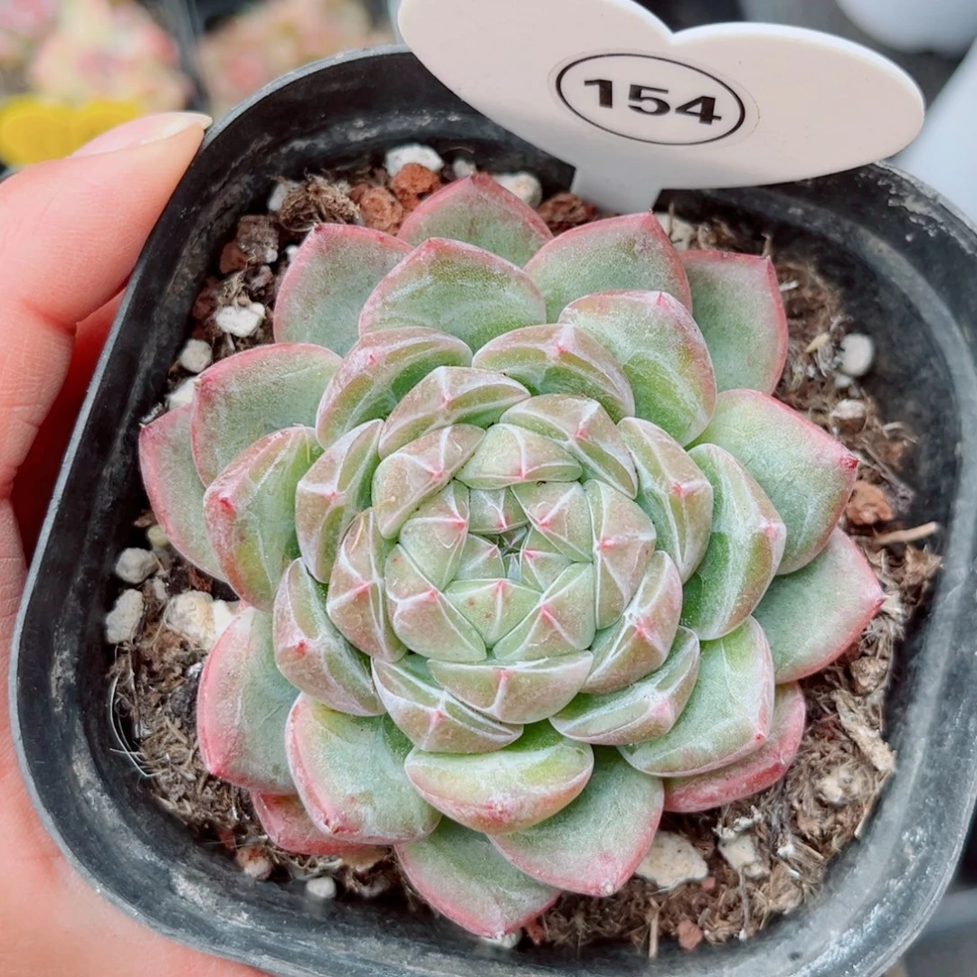 154号小老桩珍妮单头