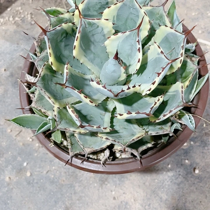 伽**雨吉祥冠小颗龙舌兰包邮