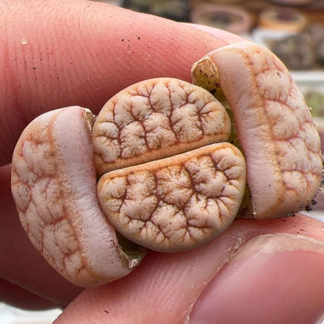 小*0257号拿铁 多肉植物