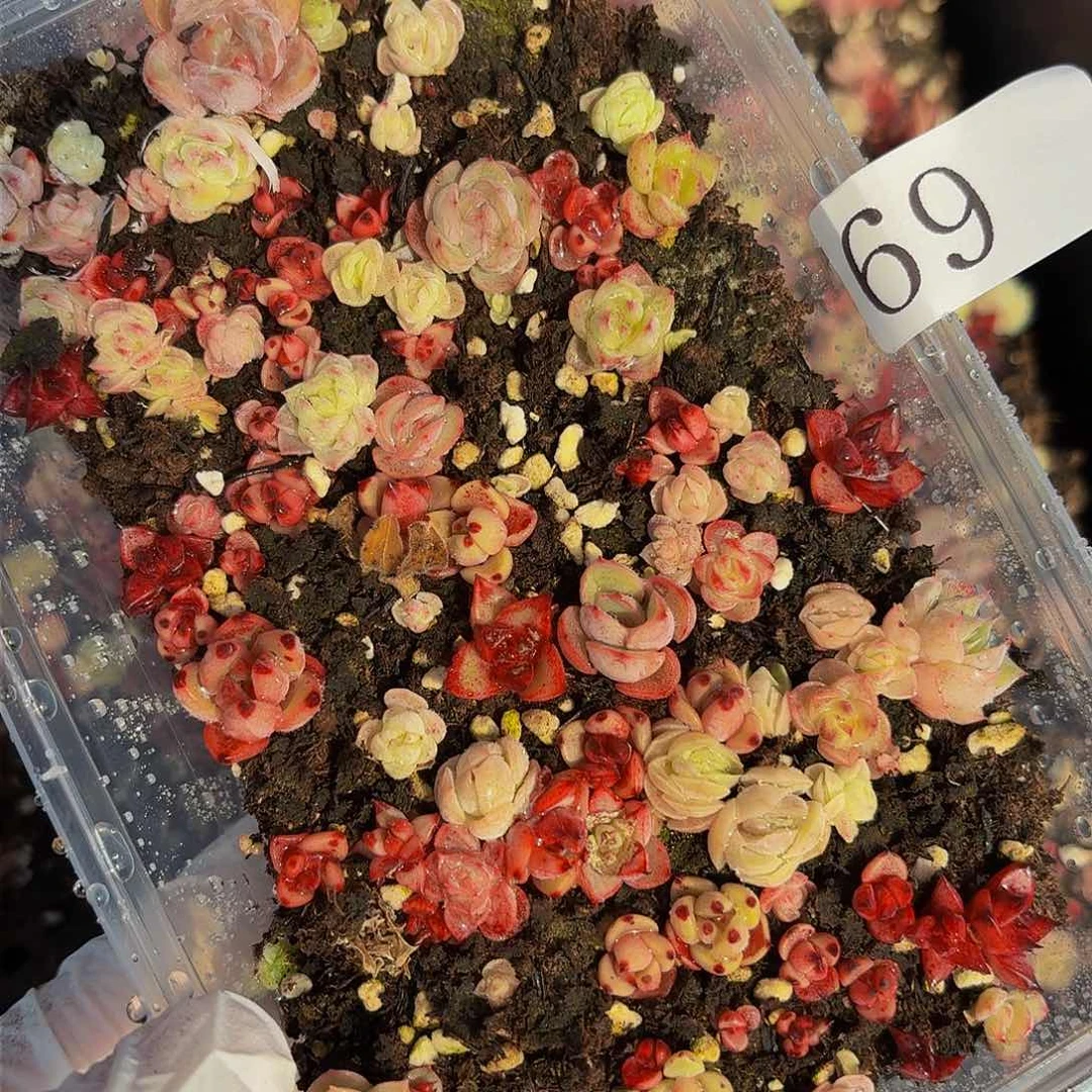 多肉植物多肉植物69