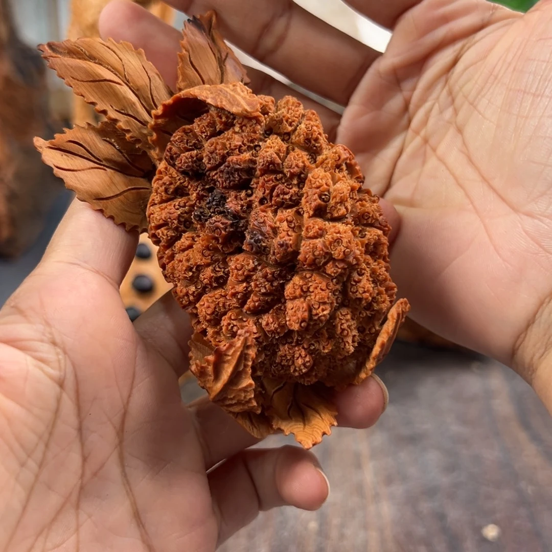 柏木（崖柏）崖柏太行山脉