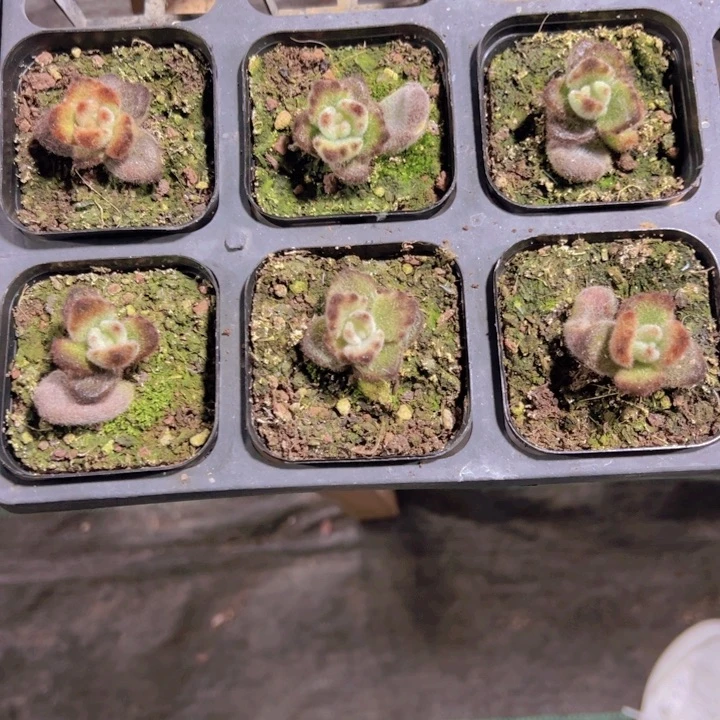 L***I专拍多肉植物大战