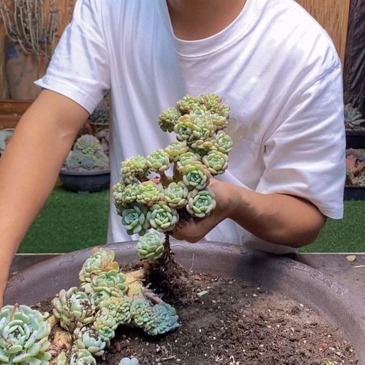 云***。900 号白胖子多肉植物
