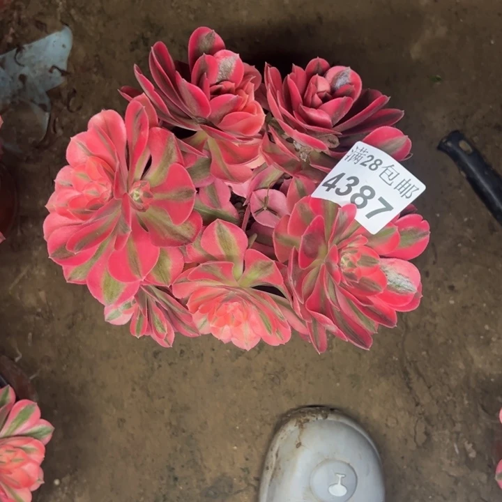 4387女巫多肉植物