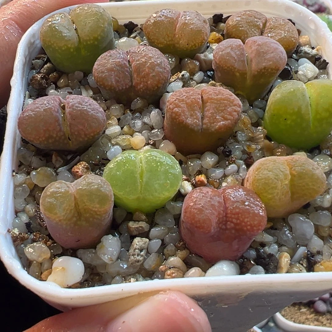 482多肉植物种类多样