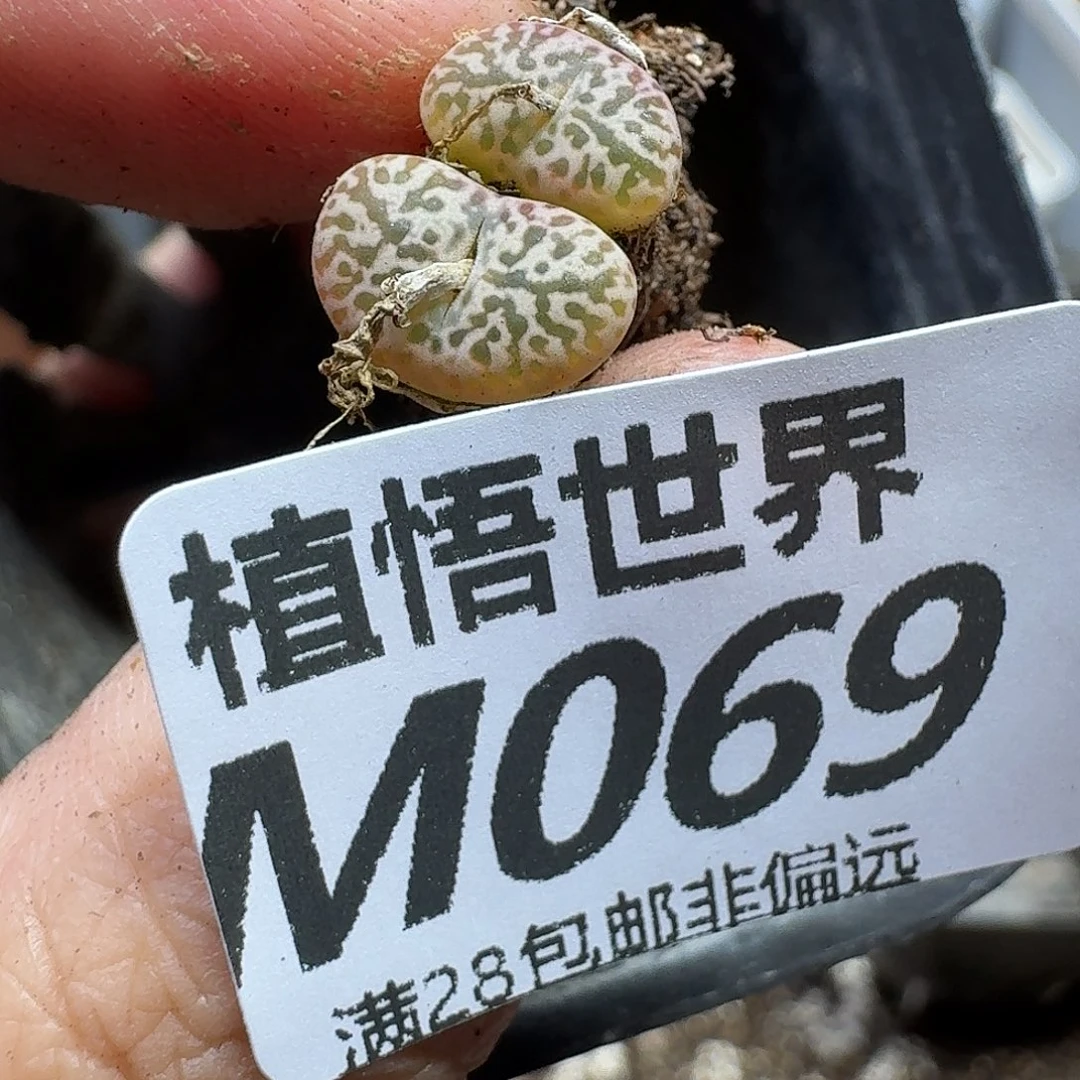 多让我的人生的润泽之gg