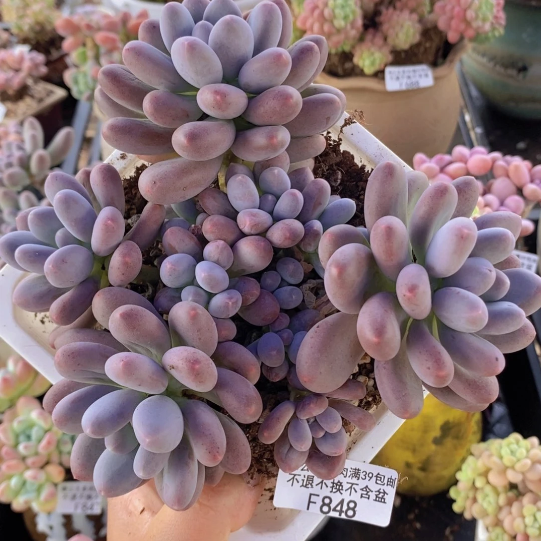 彩虹奶12cm848多肉植物