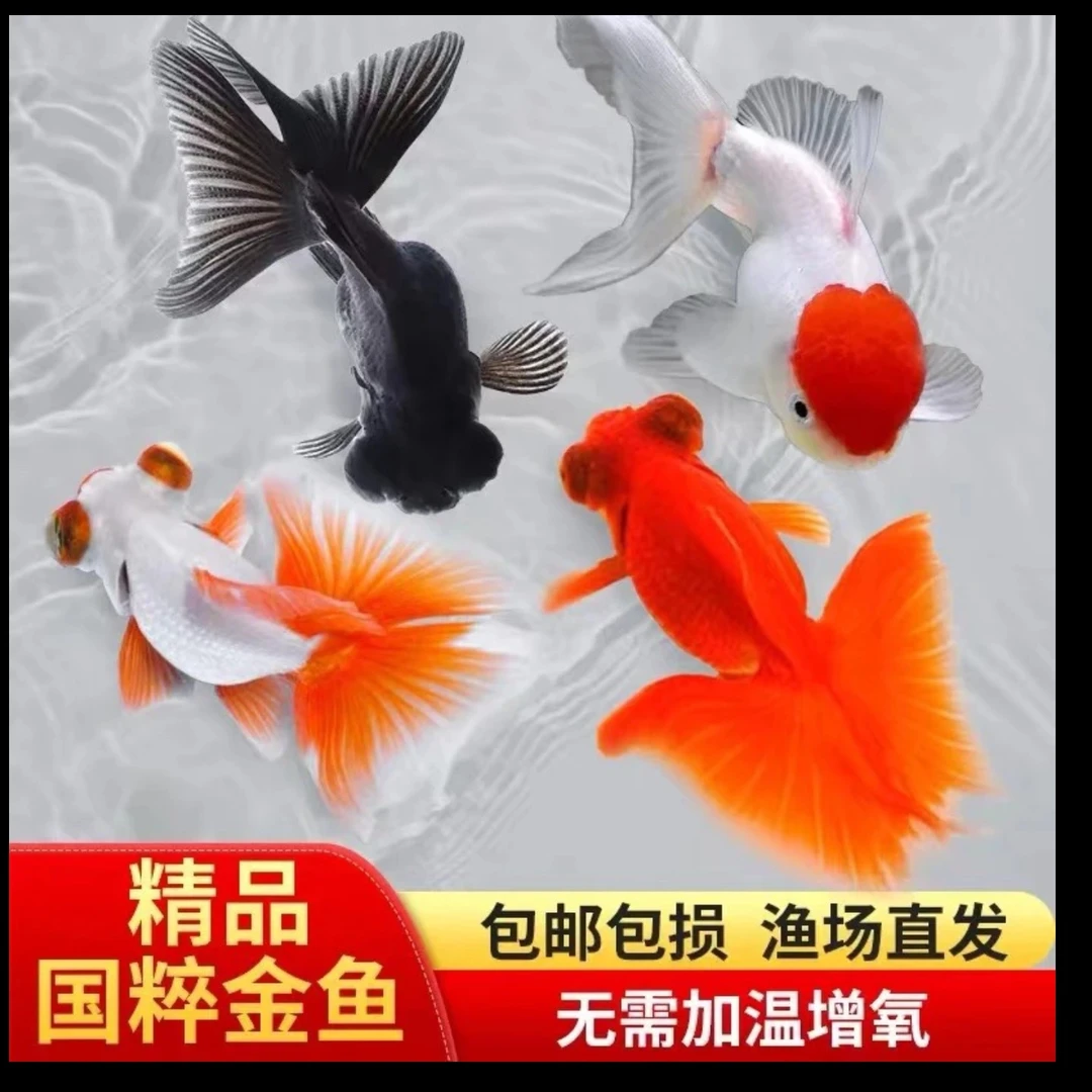 精品大金鱼 6-8公分 5大条 包邮 好养耐活 精品混搭