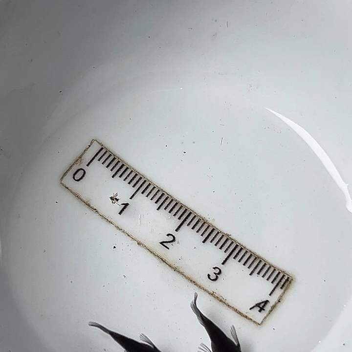 青鳉鱼黑天幻龙球一组72