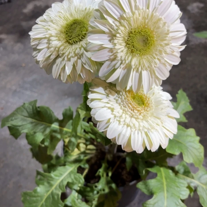 原盆原土一加仑非洲菊奶油布丁