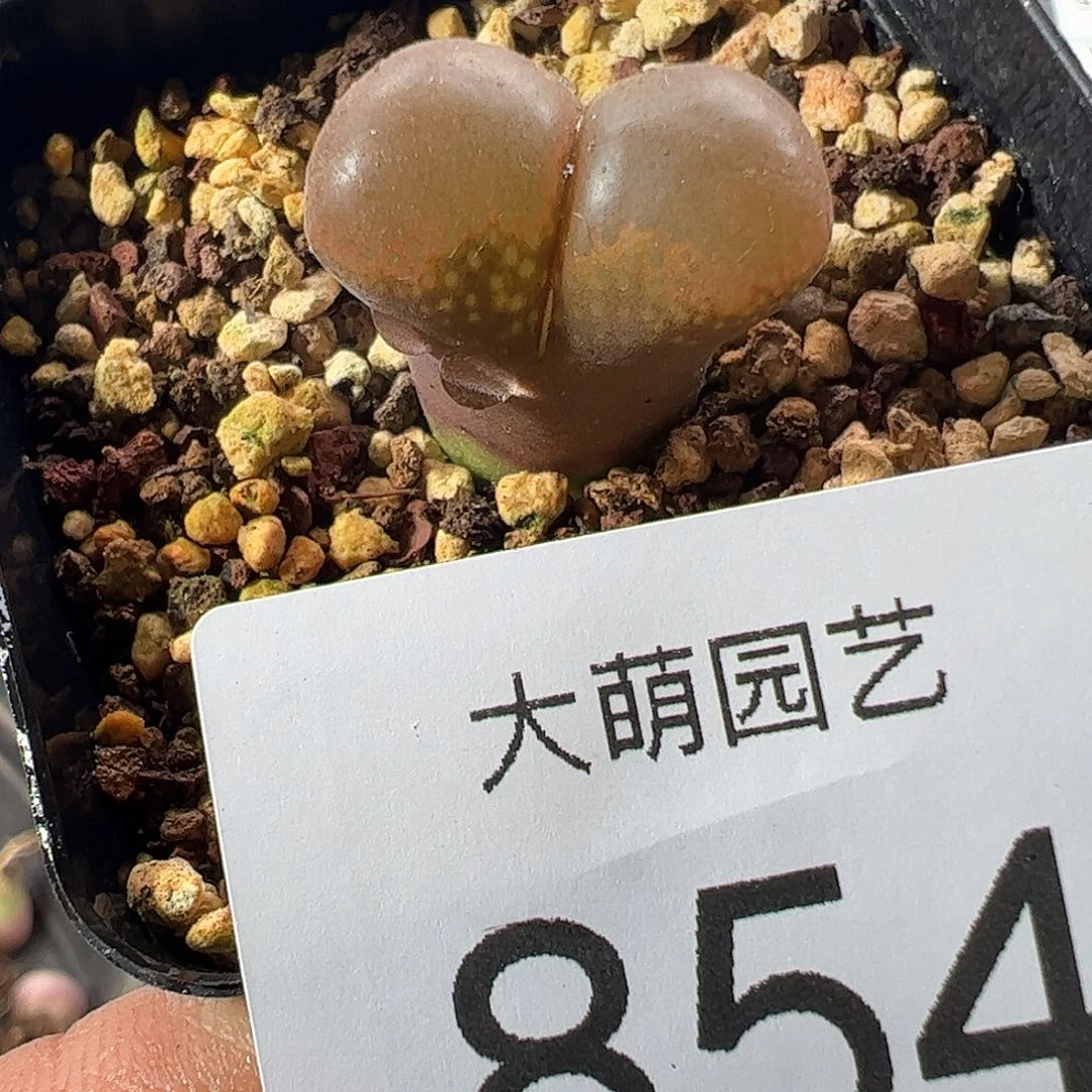 一物一拍脱土发。  854