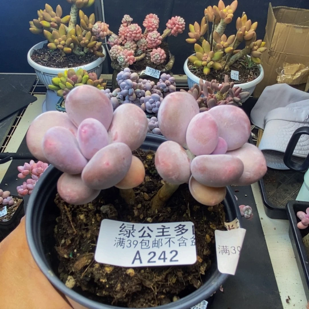 242彩虹奶多肉7c m