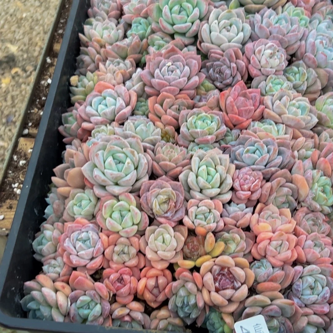 檸****477大热的小伙伴都在