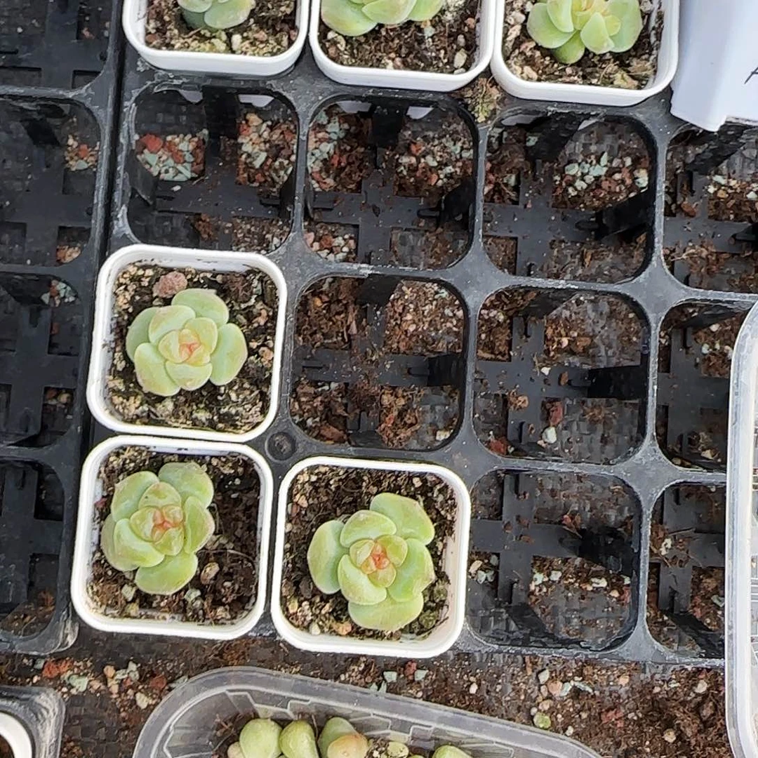 月影冰冻珍妮8号床盆一个满25包邮