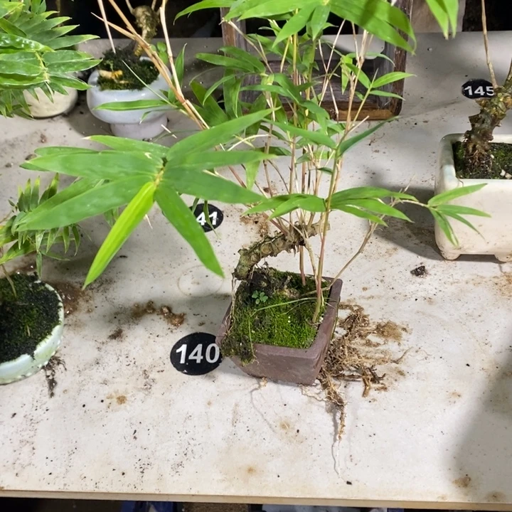 ****木无花朵退款拉黑拉黑150