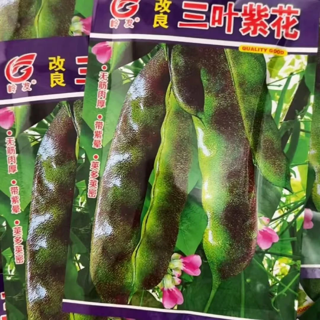 【三叶紫花豆角种子】四季种植盆栽地栽阳台小院种植