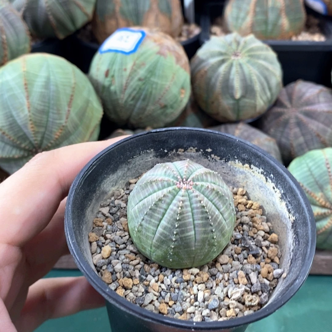 欧系实生布纹球多肉植物