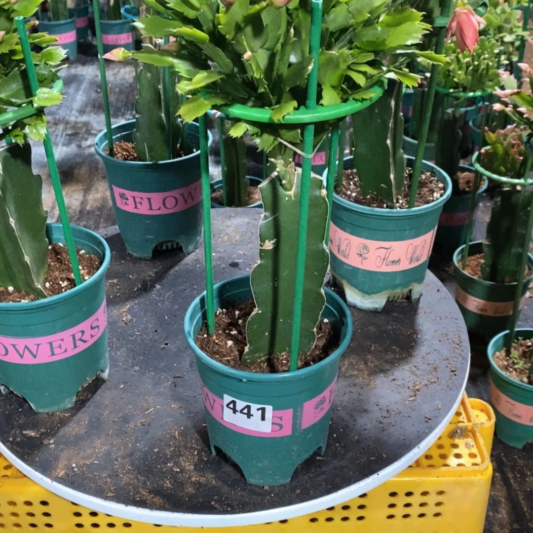 【闪购商品】当前无花朵，栽培后可花朵琥***猫441嫁接063