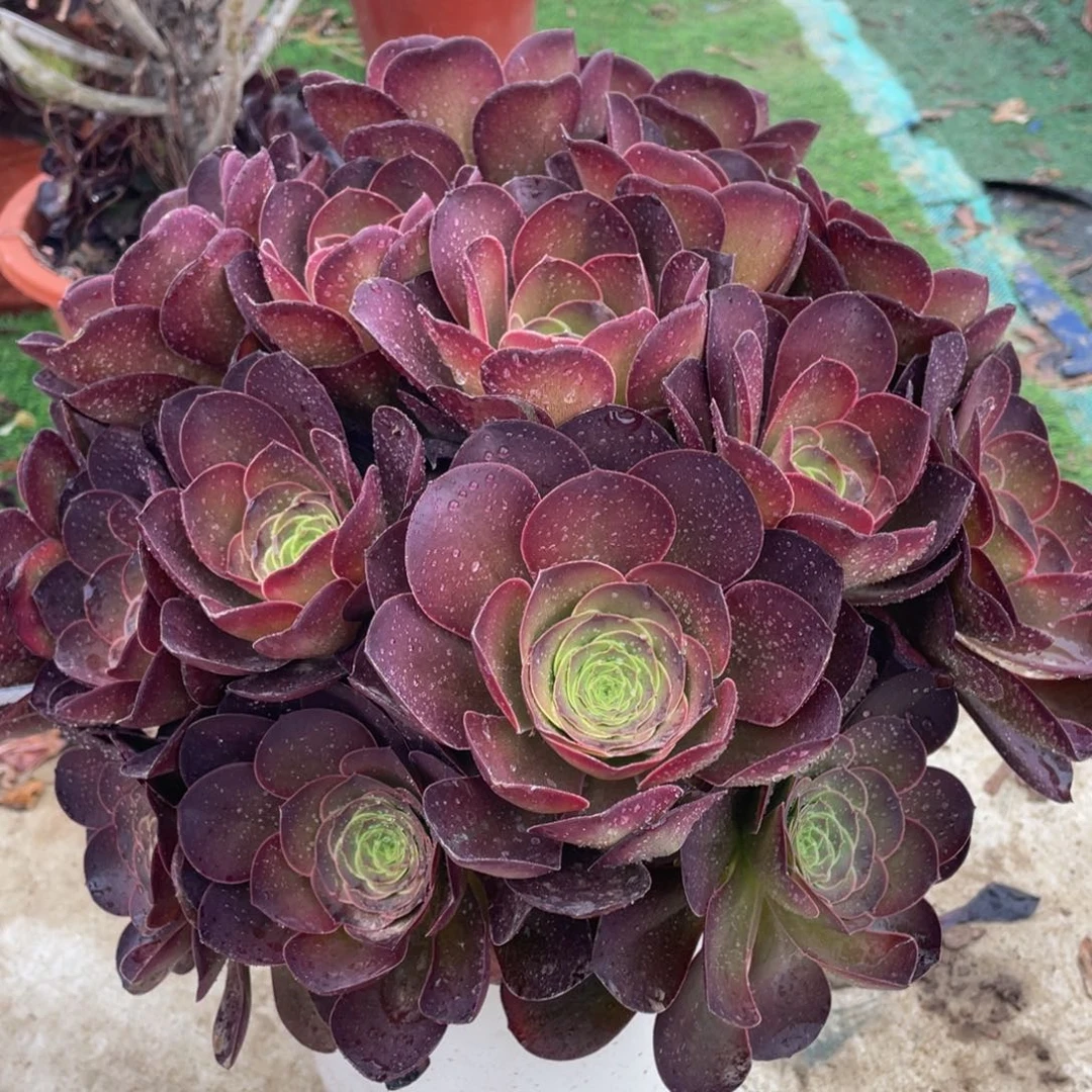 661魅金玫瑰绣球朵朵精品法师多肉