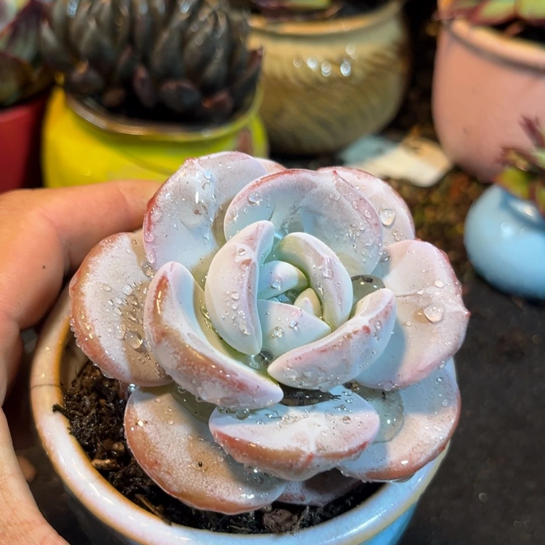 韩版奶茶惊鸿一瞥多肉植物