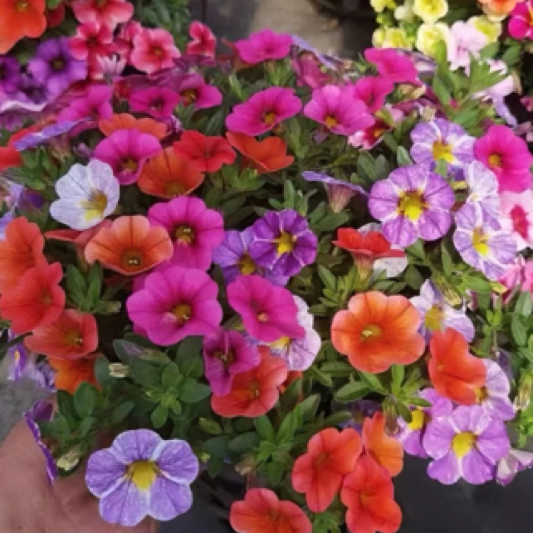 舞春花（百万小铃）盆栽 易养 摆放时间长 可垂吊色彩丰富