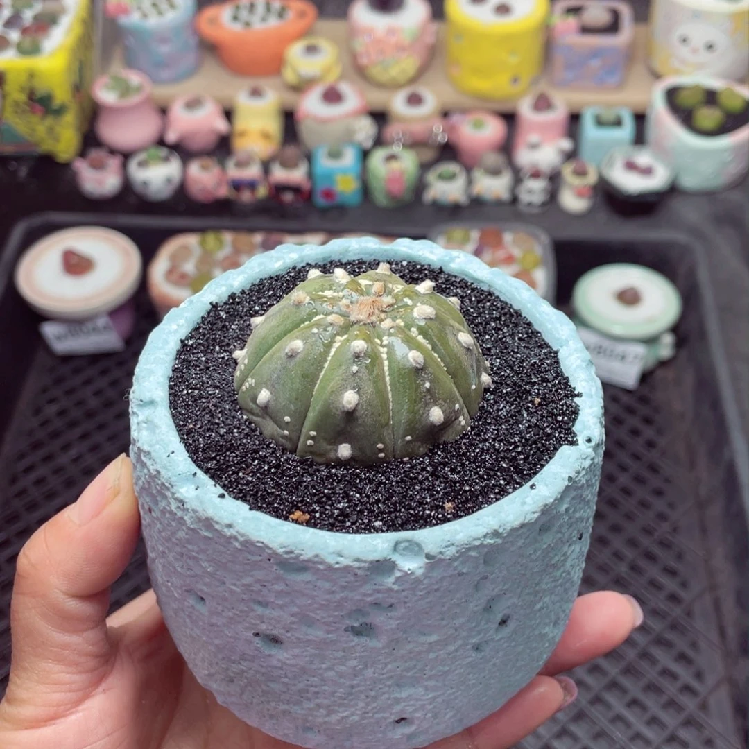 w8048 带盆土发货 -零下地区拍保温箱