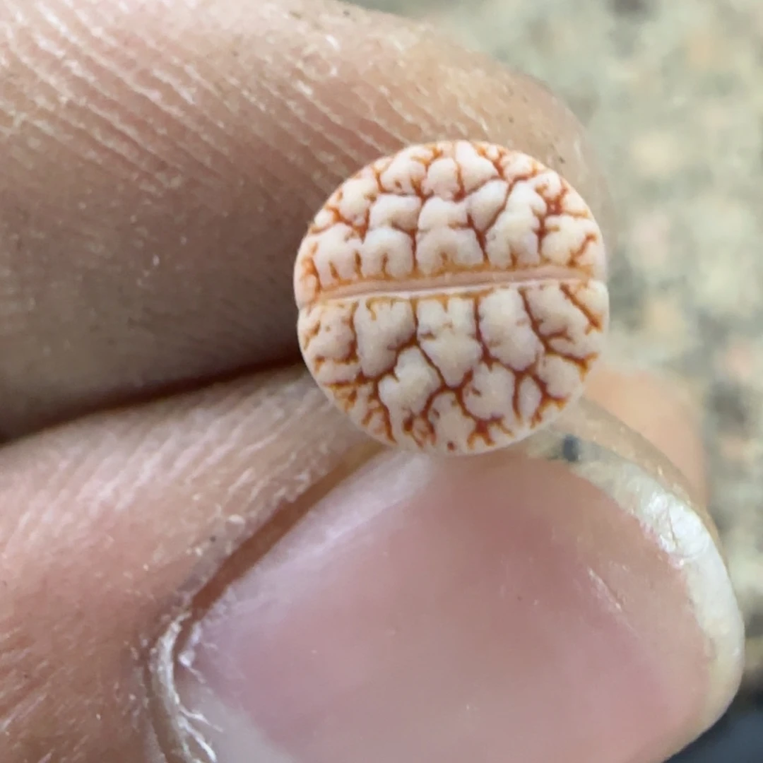 840 生石花大棚直播