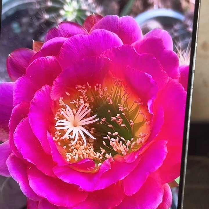 毛花柱星火12公分以上满18包邮自根