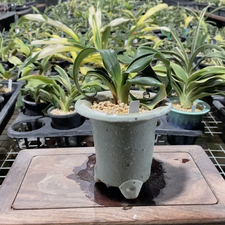 无花朵jhgggjjghjjhjjkk