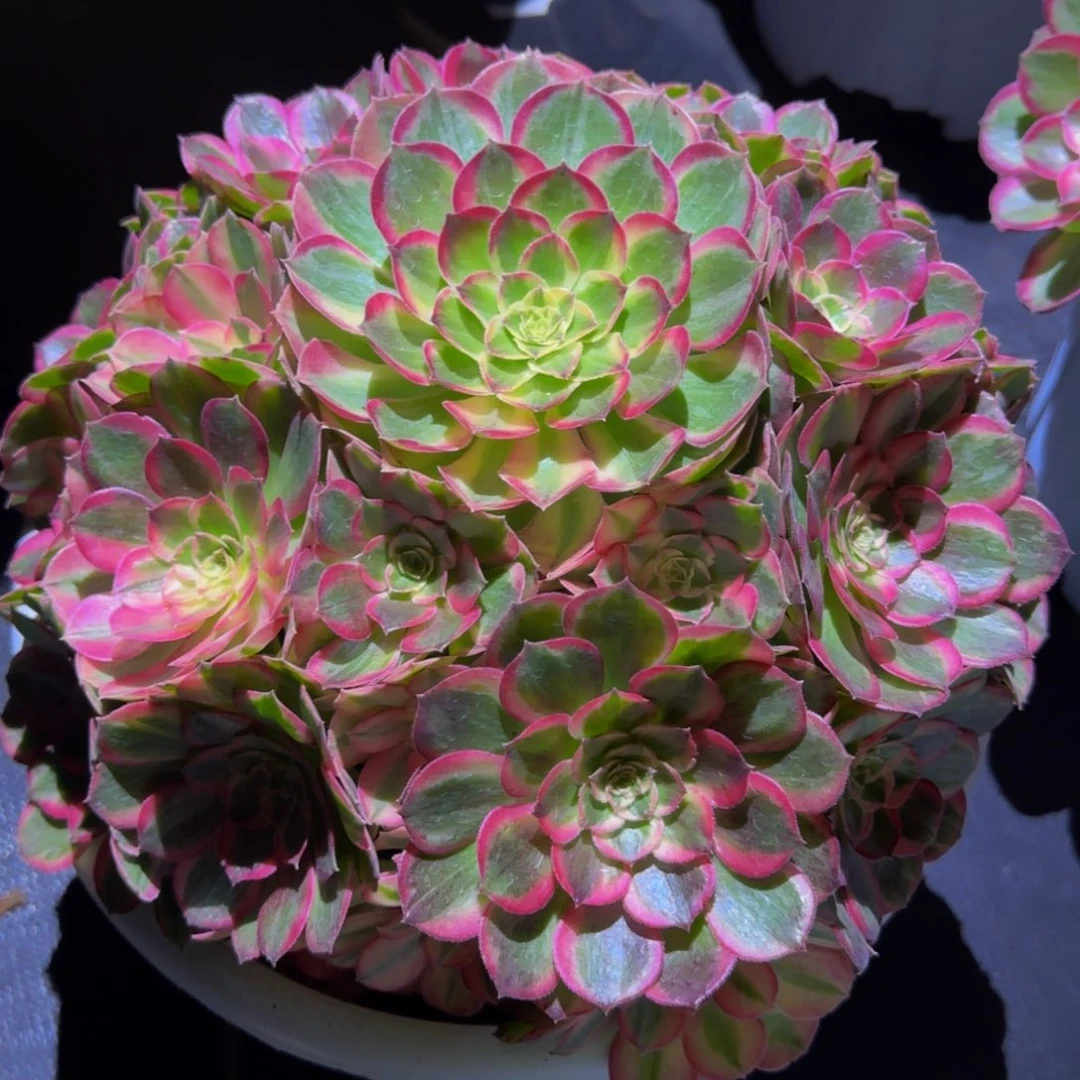 *****玉芙蓉带盆发货物流到付