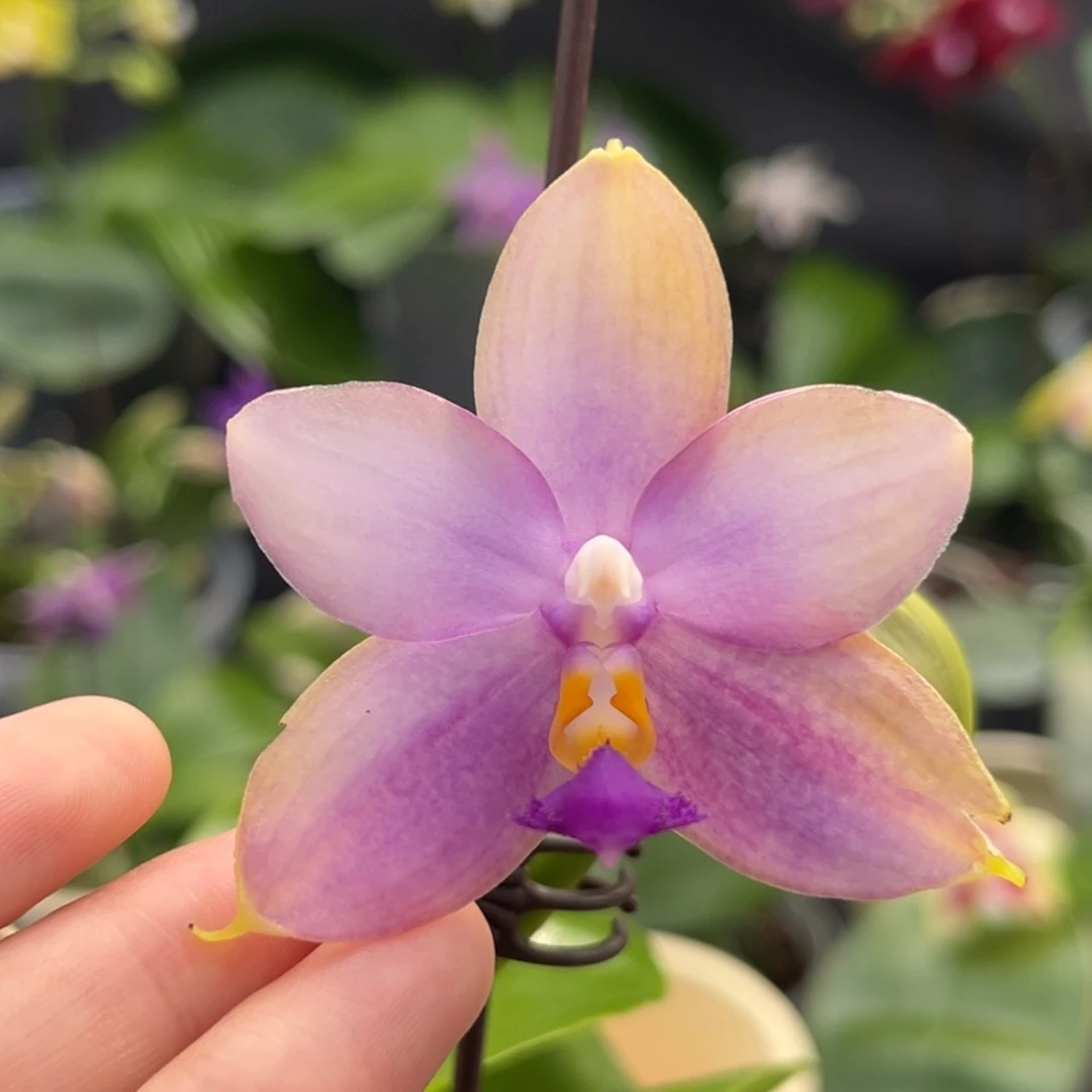 完全开放2.5寸d710开花株