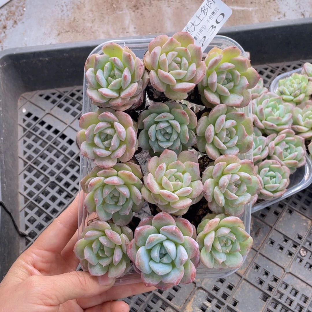 糕大上多肉植物230
