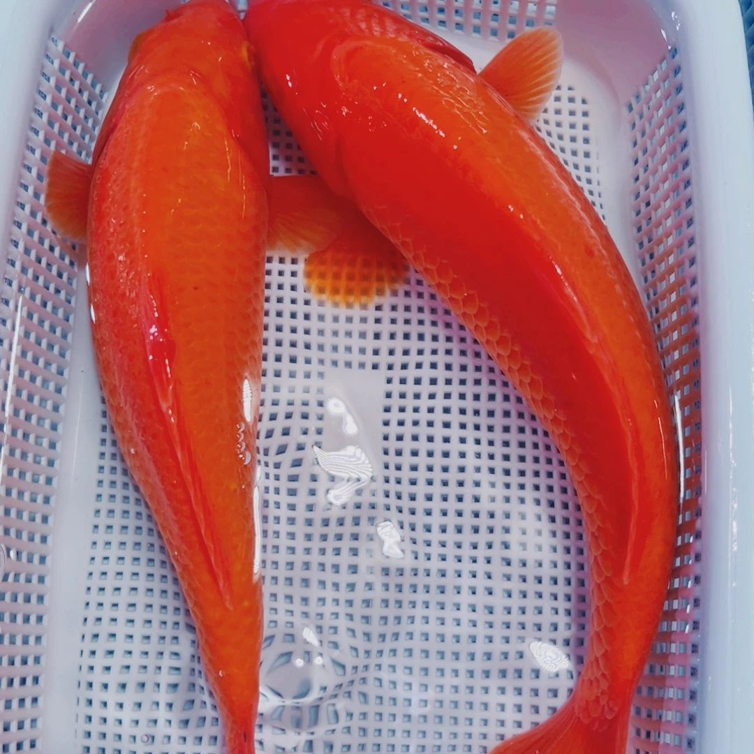 海水鱼锦鲤冷水192